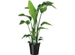 Strelitzia Arborea - Strelitzia Nicolai - Pianta Da Appartamento - Ø19Cm - ↕90Cm - Fiore Esotico Dell'uccello Del Paradiso - Pianta Verde Tropicale E Di Facile Manutenzione Per Interni