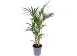 Palma Kentia - Howea Forsteriana - Pianta D'appartamento - Ø17Cm - ↕75Cm - Palma Tropicale Di Facile Manutenzione - Purificatore D'aria Naturale Per Casa E Ufficio