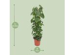 Baumfreund - Philodendron Scandens - Pianta D'appartamento - Ø24Cm - ↕120Cm - Foglie A Forma Di Cuore - Pianta Rampicante Di Facile Cura E Purificatore D'aria - Pianta Tropicale Da Appendere Per Casa E Ufficio