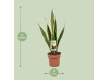 Canapa A Fiocco - Sansevieria Trifasciata Laurentii - Lingua Di Suocera - Pianta Da Appartamento - Ø17Cm - ↕60Cm - Facile Da Curare E Purificante Dell'aria