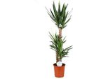 Palma Giglio Yucca - Grande Pianta Da Appartamento Ø24 Cm - Alta 125 Cm - Facile Da Curare E Robusta - Ideale Per Il Soggiorno E L'ufficio
