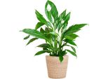 Scheidenblatt - Spathiphyllum - ↕80 Cm - Vaso Ø21 Cm + Cesto Naturale "Sofia"" - Pianta Da Appartamento Con Fiori Bianchi - Facile Da Curare E Purificante Dell'aria"