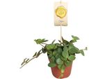 Peperomia Nana Hope - Pianta D'appartamento - Ø12Cm - ↕15Cm - Pianta Verde Di Facile Manutenzione Con Foglie Simili A Quelle Delle Succulente - Ideale Per Soggiorno, Ufficio E Piccole Stanze