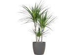 Albero Del Drago - Dracaena Marginata - ↕95 Cm - Vaso Ø21 Cm + Vaso Design "Viber"" Grigio - Pianta D'appartamento Di Facile Cura - Purificante Dell'aria E Decorativa"
