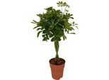 Aralia Radiosa - Schefflera Compacta - Pianta D'appartamento - Ø19 Cm - Altezza Circa 80 Cm - Facile Da Curare E Decorativa - Ideale Per Interni E Terrazze Coperte