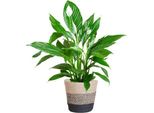 Scheidenblatt - Spathiphyllum - ↕80 Cm - Vaso Ø21 Cm + Cesto Nero "Lisbon"" - Pianta D'appartamento Che Purifica L'aria Con Fiori Bianchi - Facile Da Curare"