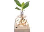 Clusia In Samoa Led - Albero Autografo - Ø5Cm - Altezza Circa 10Cm - Pianta D'appartamento Di Facile Cura - Mini Pianta Tropicale Per Interni E Idea Regalo