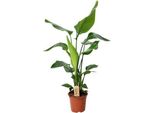 Strelitzia Arborea - Strelitzia Nicolai - Pianta Da Appartamento - Ø19Cm - ↕90Cm - Fiore Esotico Dell'uccello Del Paradiso - Pianta Verde Tropicale E Di Facile Manutenzione Per Interni