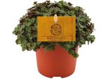 Callisia Repens - Cuscino Di Bellezza Strisciante - Ø10,5 Cm - ↕15 Cm - Popolare Pianta D'appartamento Con Viticci Pendenti - Facile Da Curare E Decorativa - Pianta Verde Che Purifica L'aria