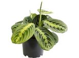 Pianta D'appartamento - Maranta Lemon Lime - Ø12Cm - Altezza Circa 30Cm - Esotica E Facile Da Curare - Per Il Soggiorno, L'ufficio E La Luce Indiretta