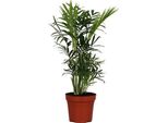 Palma Di Montagna Messicana - Chamaedorea Elegans - Pianta D'appartamento - Ø12Cm - ↕40Cm - Palma Di Montagna Nana Di Facile Cura Dal Sapore Tropicale - Palma Verde Per Casa E Ufficio