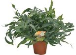 Felce Maculata - Phlebodium Aureum 'Blue Star' - Ø17Cm - 60Cm Di Altezza - Pianta D'appartamento - Purificante Dell'aria E Decorativa - Fogliame Di Felce Bluastro Per Soggiorno E Ufficio