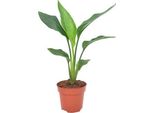 Fiore Di Uccello Del Paradiso - Strelitzia Reginae - Pianta D'appartamento - Ø12Cm - ↕40Cm - Pianta Esotica Di Uccello Del Paradiso Per Soggiorno E Ufficio