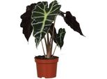 Alocasia Amazonica Polly - Pianta D'appartamento - Ø12Cm - ↕30Cm - Pianta Esotica Tropicale Con Foglie Decorative - Pianta Verde Di Facile Manutenzione Per Casa E Ufficio