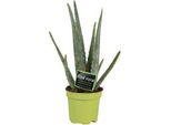 Vera Aloe Vera - Pianta Da Appartamento - Ø10,5 Cm - Altezza Circa 35 Cm - Pianta Medicinale Di Facile Manutenzione Con Foglie Spesse E Carnose