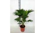 Palma A Ombrello Livistona Rotundifolia - Pianta D'appartamento - Ø17Cm - ↕70Cm - Stile Tropicale Per La Casa - Facile Da Curare E Decorativa