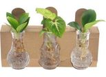 Miscela Di Piante Da Appartamento In Vaso Berlinese - Ø7Cm - ↕10Cm - Vaso Decorativo Per Piante Idroponiche Con Miscela Di Piante Verdi - Decorazione Da Tavolo Di Facile Manutenzione Per Casa E Ufficio