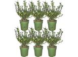 Siepe Di Agrifoglio - Ilex Crenata 'Jenny' - 6 Piante Sempreverdi Resistenti - 1 Metro - Pianta Da Siepe Compatta Per Giardino E Patio