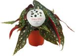 Begonia Trota - Begonia Maculata - Pianta Da Appartamento - Ø12Cm - ↕20Cm - Pianta Decorativa Verde Con Foglie Punteggiate - Facile Da Curare E Accattivante