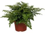 Felce Da Nido - Asplenium Parvati - Pianta Da Appartamento - Ø12Cm - ↕25Cm - Felce Decorativa Con Eleganti Fronde - Pianta Verde Di Facile Manutenzione Per Interni