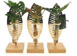 Miscela Di Piante Da Appartamento In Vetro Di Verona - Ø7Cm - ↕10Cm - Elegante Pianta Idroponica - Decorazione Di Facile Manutenzione Per Casa E Ufficio
