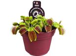 Trappola Di Venere - Dionaea Muscipula - Pianta Carnivora - Ø12Cm - ↕12Cm - Pianta D'appartamento Esotica Con Foglie Intrappolanti - Facile Da Curare E Affascinante