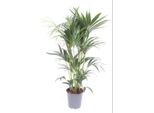 Palma Kentia - Howea Forsteriana - Pianta Da Appartamento - Ø24Cm - ↕120Cm - Pianta Verde Tropicale - Facile Da Curare E Purificante Dell'aria - Palma Elegante Per Soggiorno, Ufficio E Camera Da Letto