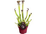 Pianta Carnivora - Sarracenia Farnhamii - Ø12Cm - ↕40Cm - Pianta Tubolare Esotica Per Interni - Pianta Carnivora Da Appartamento Di Facile Manutenzione