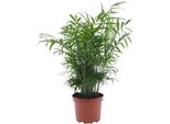 Palma Di Montagna Messicana - Chamaedorea Elegans - Pianta Da Appartamento - Ø17Cm - ↕50Cm - Palma Di Facile Manutenzione Con Proprietà Di Purificazione Dell'aria