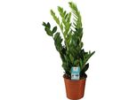 Piuma Fortunata - Zamioculcas Zamiifolia - Pianta Da Appartamento - Ø17Cm - ↕65Cm - Pianta Verde Di Facile Cura Con Foglie Lucide - Pianta Decorativa Robusta Ed Elegante