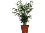 Palma Di Montagna Messicana - Chamaedorea Elegans - Pianta D'appartamento - Ø17Cm - Altezza 55Cm - Pianta Verde Purificatrice D'aria Di Facile Manutenzione Per Soggiorno E Ufficio