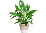 Scheidenblatt - Spathiphyllum - ↕80 Cm - Vaso Ø21 Cm + Cesto Bianco "Lisbon"" - Pianta D'appartamento Con Fiori Bianchi - Purificante Dell'aria E Facile Da Curare"