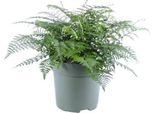 Felce Da Nido - Asplenium Parvati - Pianta Da Appartamento - Ø27Cm - ↕50Cm - Pianta Verde Tropicale Con Fronde Filiformi - Facile Da Curare E Purificante Dell'aria