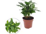Pianta Da Caffè - Coffea Arabica - Ø12Cm - Altezza Circa 30Cm - Pianta Da Appartamento Con Foglie Lucide - Facile Da Curare E Decorativa - Ideale Per Interni Luminosi