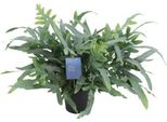 Felce A Macchie Blu - Phlebodium Aureum Blue Star - Pianta Da Appartamento - Ø17Cm - ↕50Cm - Felce Tropicale Con Fogliame Verde-Blu - Facile Da Curare E Purificante Dell'aria