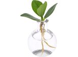 Clusia In Vetro Samoa - Ø5Cm - ↕10Cm - Pianta Idroponica Decorativa Con Tappo In Sughero - Facile Da Curare E Moderna