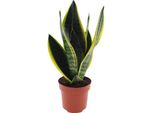 Canapa A Fiocco - Sansevieria Futura Superba - Pianta Da Appartamento - Ø12Cm - ↕30Cm - Lingua Di Suocera Di Facile Cura Con Foglie Decorative
