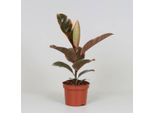 Albero Della Gomma - Ficus Elastica Belize - Pianta Da Appartamento - Ø12Cm - ↕30Cm - Pianta Verde Decorativa E Di Facile Manutenzione Con Fogliame Rosso-Verde