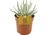 Senecio Scaposus - Pianta D'appartamento - Ø10,5Cm - ↕15Cm - Succulenta Con Fogliame Argentato - Facile Da Curare E Decorativa