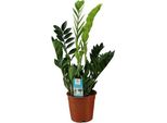 Piuma Fortunata - Zamioculcas Zamiifolia - Pianta Da Appartamento - Ø17Cm - ↕65Cm - Pianta Verde Di Facile Cura Per Interni - Pianta Dal Fogliame Ornamentale Robusto E Decorativo