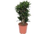 Drago - Dracaena Compacta - Pianta D'appartamento - Ø24Cm - ↕80Cm - Pianta Purificatrice D'aria Di Facile Cura Per Casa E Ufficio