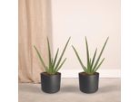 Aloe Vera Succulenta - 2 Piante - Altezza Circa 40 Cm - Ø 12 Cm - Piante D'appartamento Di Facile Manutenzione - Purificatrici D'aria E Decorative