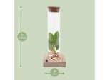 Clusia In Vetro Tubolare Con Led - Ø5Cm - ↕10Cm - Pianta Idroponica Decorativa - Elegante Decorazione In Vetro Per Casa E Ufficio