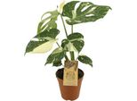 Monstera Deliciosa 'Thai Constellation' - Foglia Di Finestra - Ø15Cm - ↕50Cm - Rara Pianta Da Appartamento Con Foglie Variegate - Facile Da Curare E Decorativa