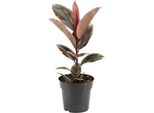 Albero Della Gomma - Ficus Elastica Belize - Ø17Cm - ↕55Cm - Elegante Pianta Da Appartamento Con Fogliame Decorativo - Facile Da Curare E Purificante Dell'aria - Ideale Per Il Soggiorno E L'ufficio
