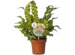 Felce Da Nido - Asplenium Nidus 'Crispy Wave' - Ø12Cm - Altezza 25Cm - Pianta D'appartamento Che Purifica L'aria - Facile Da Curare E Decorativa - Per Bagno, Ufficio E Soggiorno