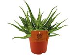 Succulente - Aloe Spider - Pianta Da Appartamento - Ø10,5 Cm - ↕15 Cm - Pianta Verde Di Facile Manutenzione Con Foglie Decorative A Spillo - Ideale Per Ambienti Soleggiati