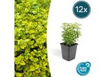 Arbusto A Fuso Euonymus Fortunei 'Emerald 'N Gold' - 12 Piante - ↕10-25Cm - Ø9Cm - Sempreverde - Per Siepi, Aiuole E Piante Solitarie