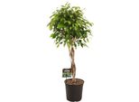 Fico Della Betulla - Ficus Benjamina Exotica - Ø27Cm - ↕120Cm - Grande Pianta Da Appartamento Con Fogliame Verde E Rigoglioso - Pianta Verde Decorativa E Di Facile Cura Per Il Soggiorno E L'ufficio