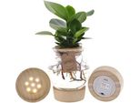 Clusia In Vetro Sferico Con Led E Tappo A Scatto - Ø12Cm - ↕30Cm - Pianta D'appartamento Idroponica Di Facile Cura In Contenitore Di Vetro Decorativo - Verde Per Soggiorno, Ufficio E Idea Regalo